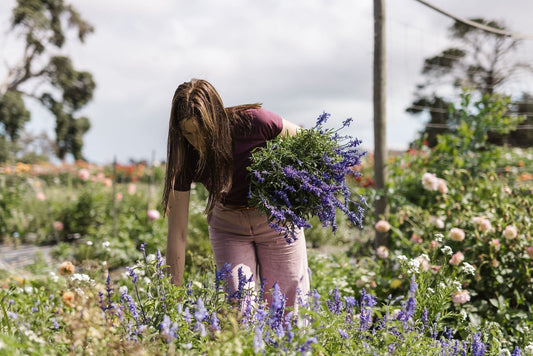 Perennials for Autumn Planting