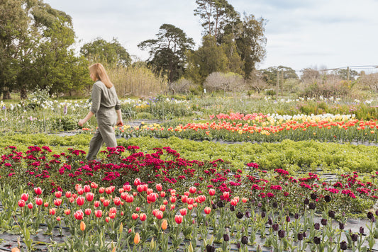 Spring Bulbs for Warm Places