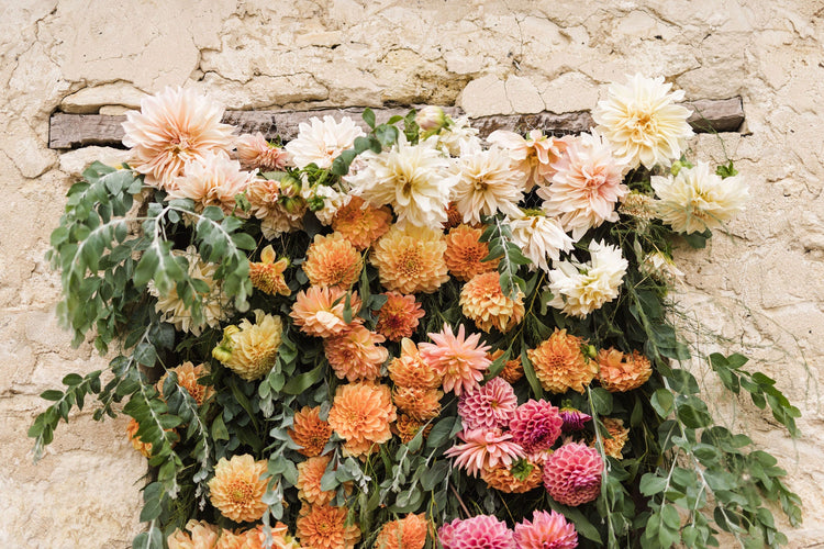 Dahlia Pre-Sale