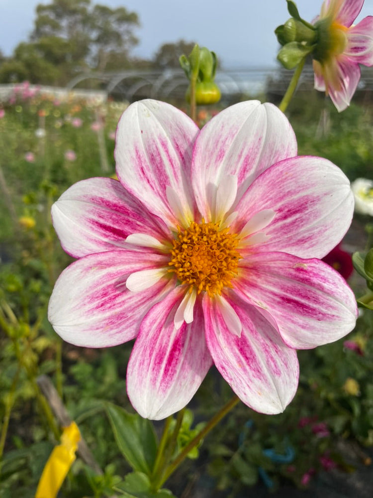 Dahlia Seed
