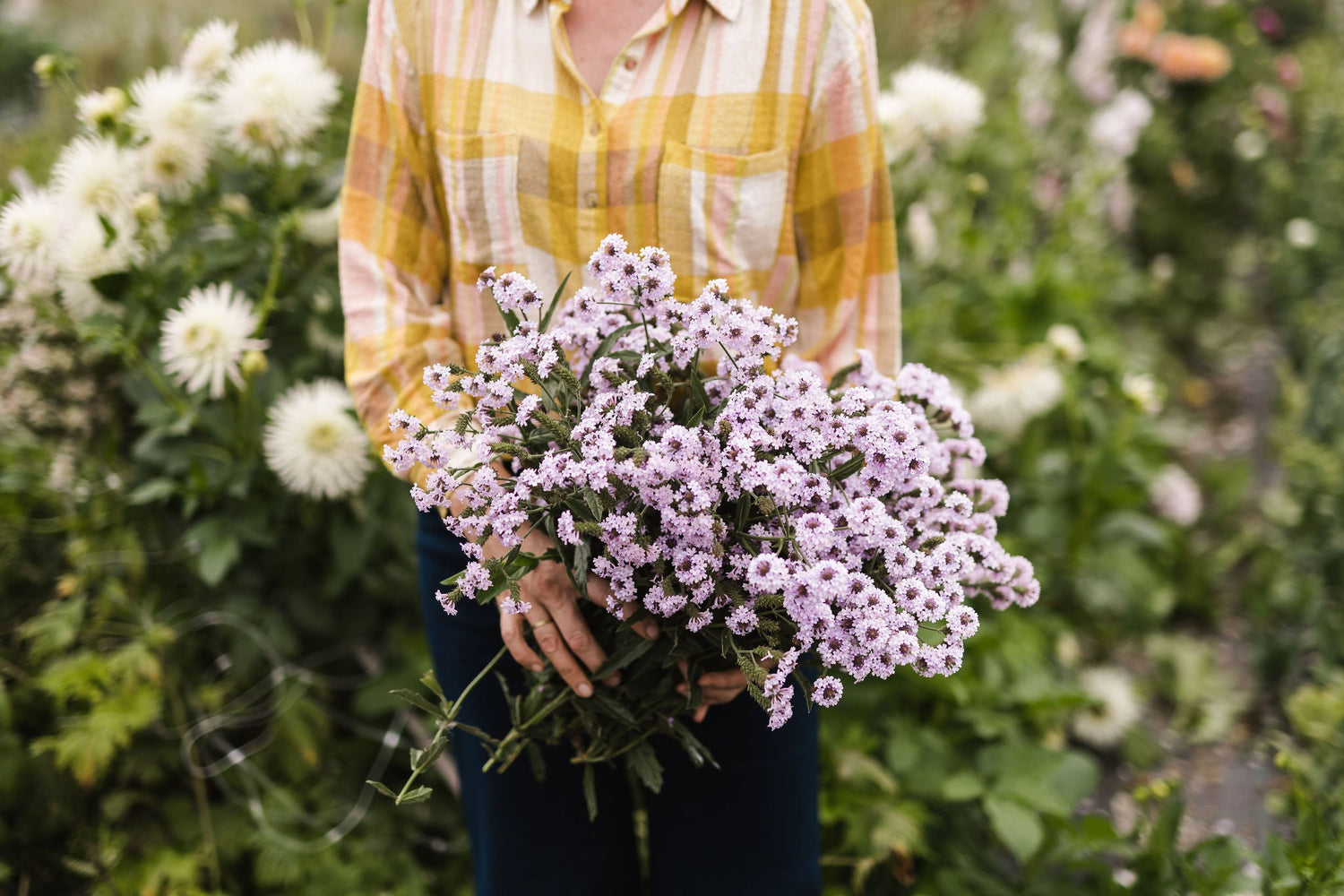 Young Plant Collection