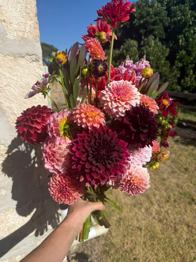 Dahlia - Hillier Tanunda