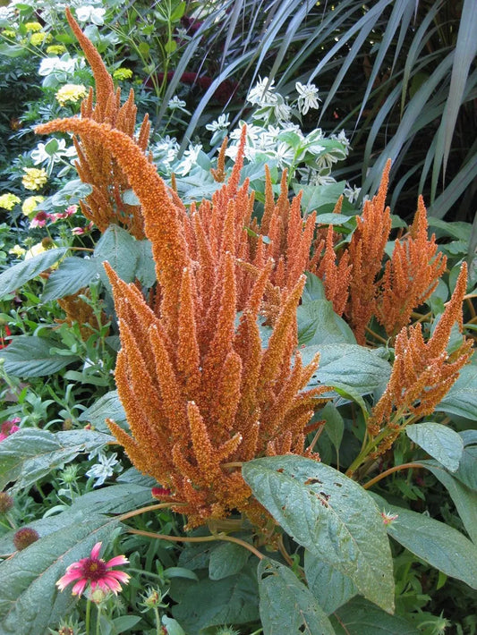 Amaranthus Hot Biscuits - Young Plant
