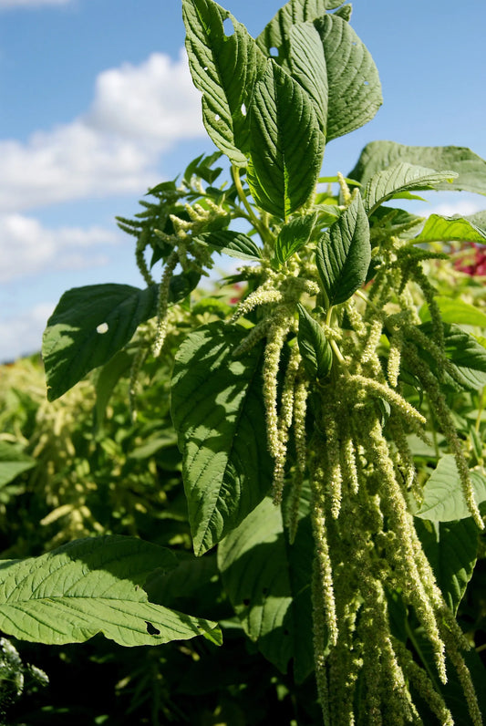 Amaranthus Viridus - Young Plant
