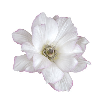 ANEMONE MISTRAL EDGE BIANCO - Young Plant