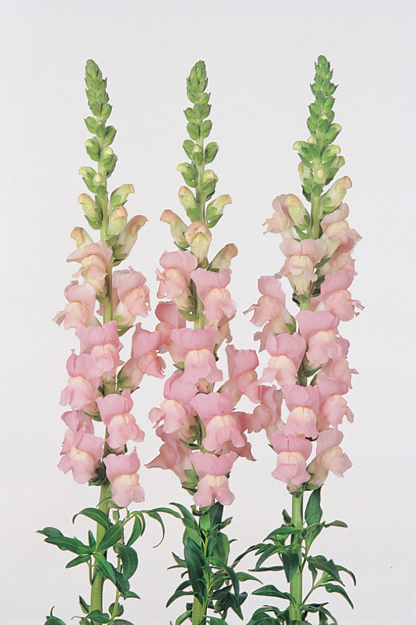 Snapdragon Maryland Shell Pink - Young Plant