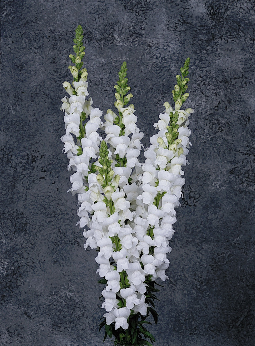 Snapdragon Maryland White - Young Plant