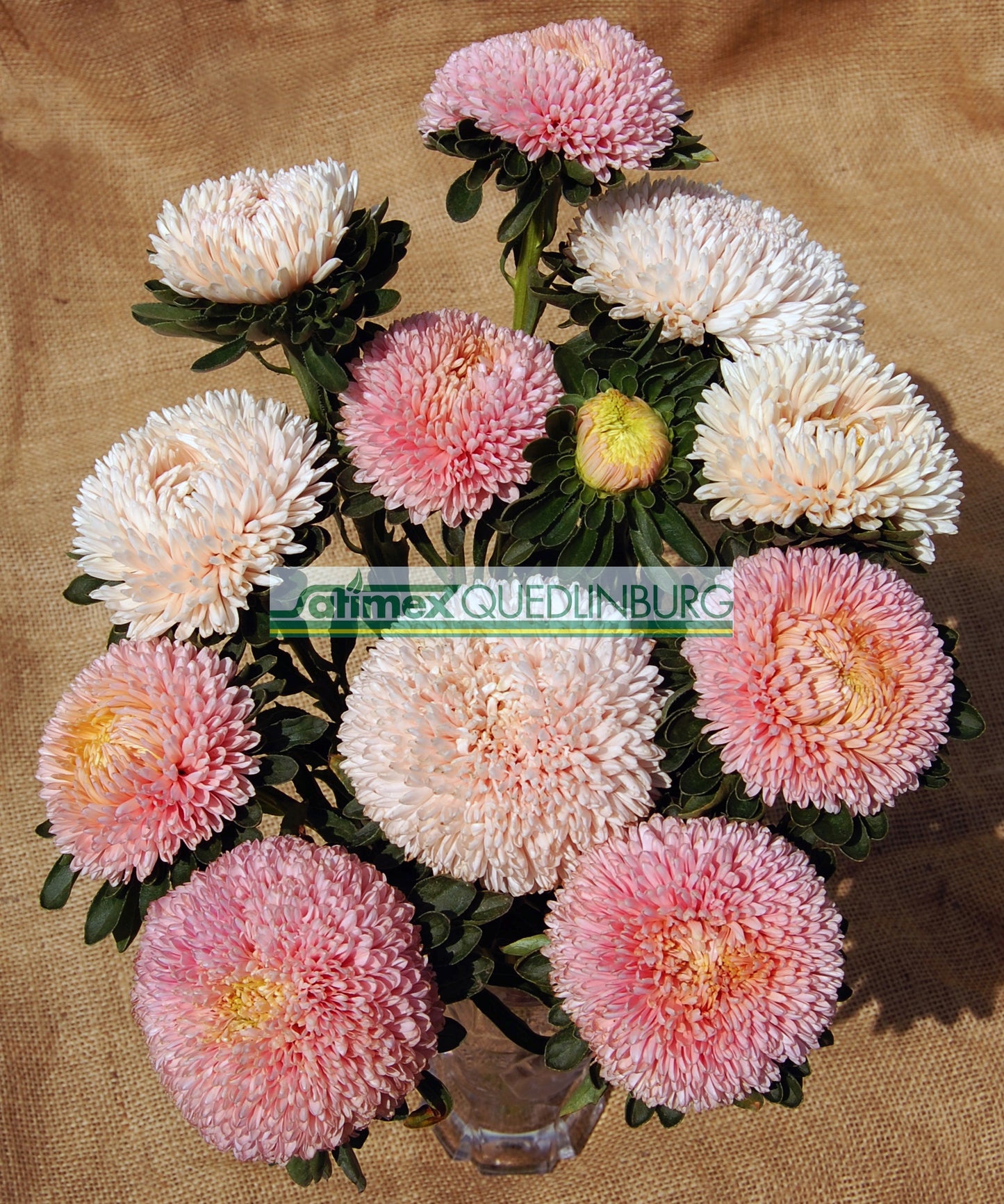 Seed - Aster Balloon Chamois