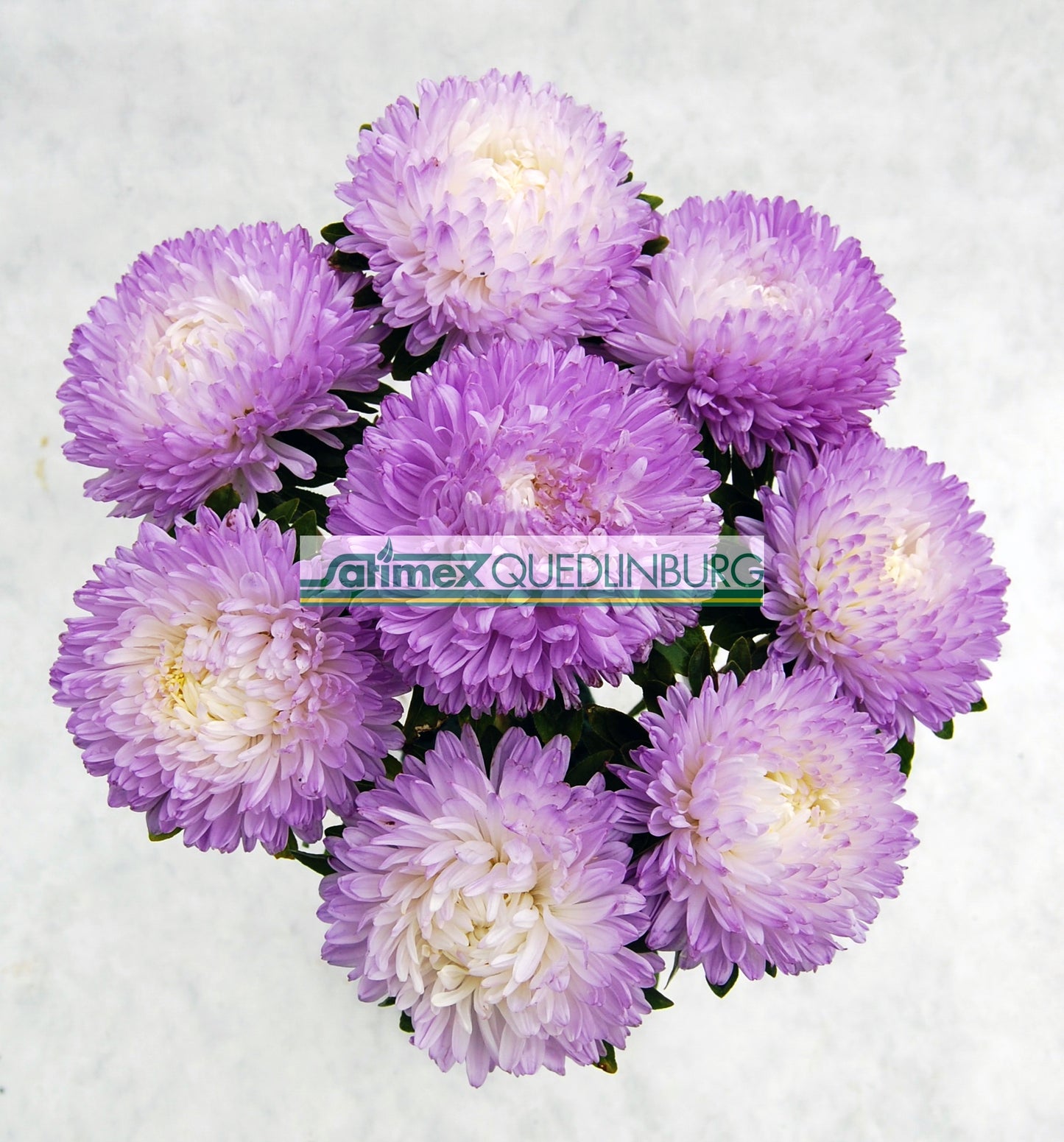 Seed - Aster Balloon Silver Blue