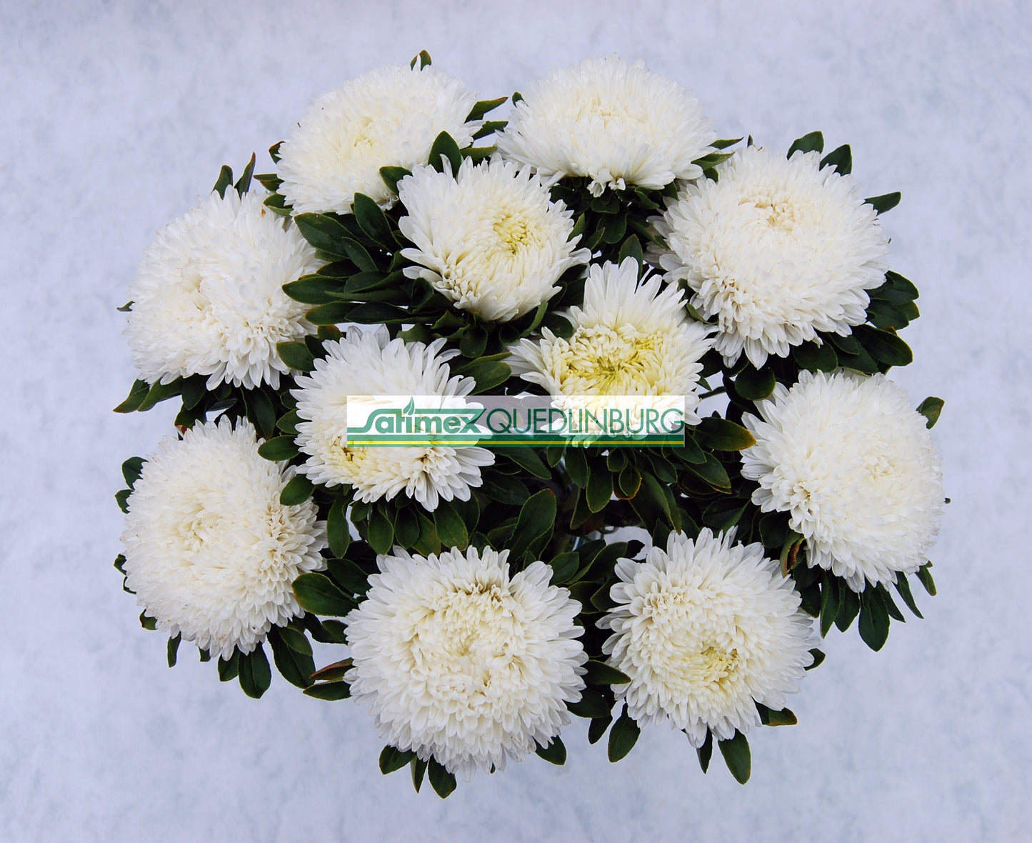 Seed - Aster Balloon White