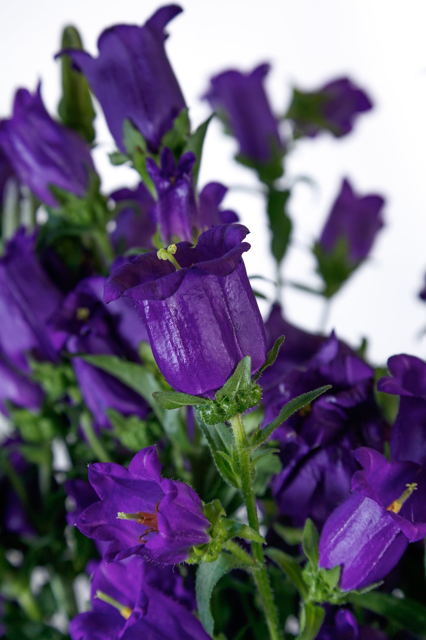 CAMPANULA CHAMPION II BLUE - Young Plant