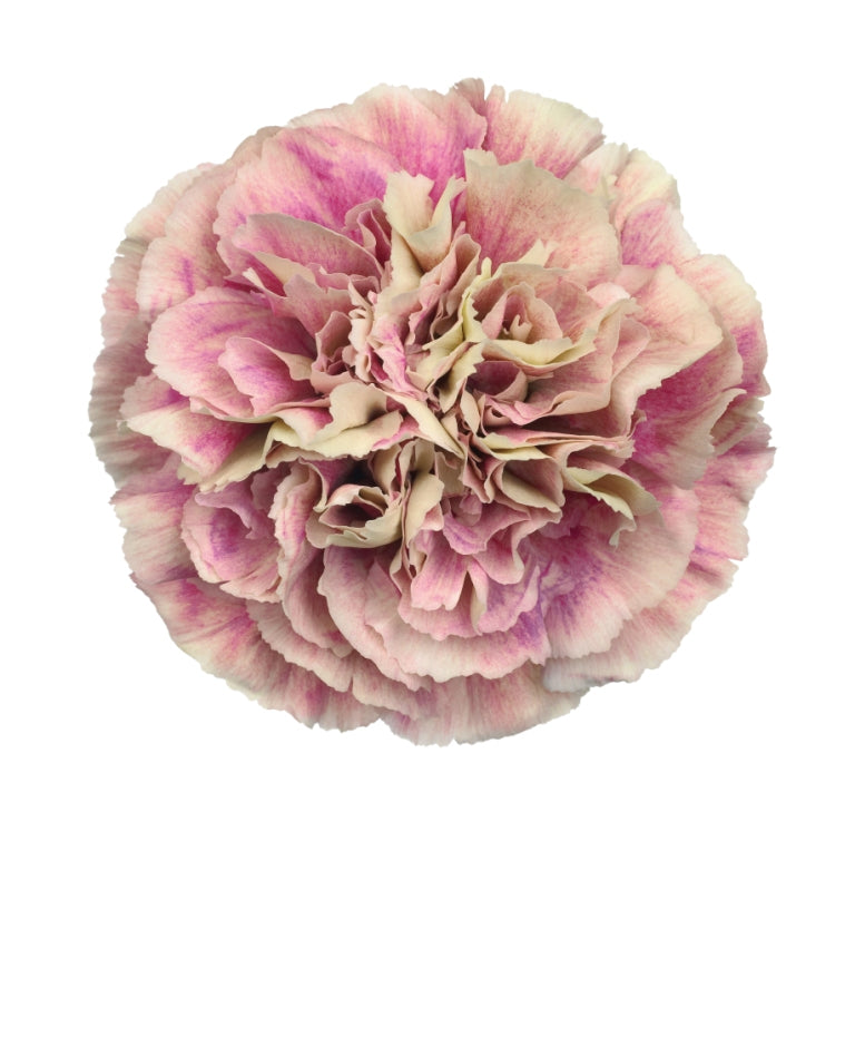 CARNATION ANTIGUA - Young Plant