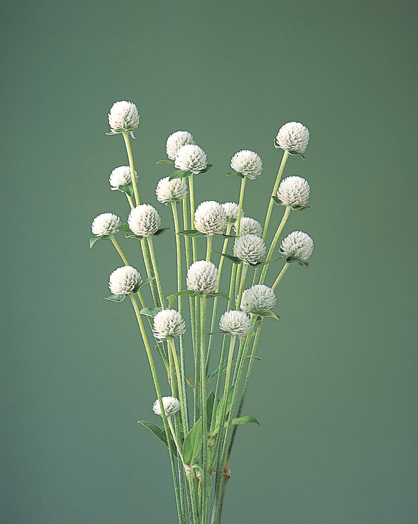 GOMPHRENA AUDRAY WHITE - Young Plant