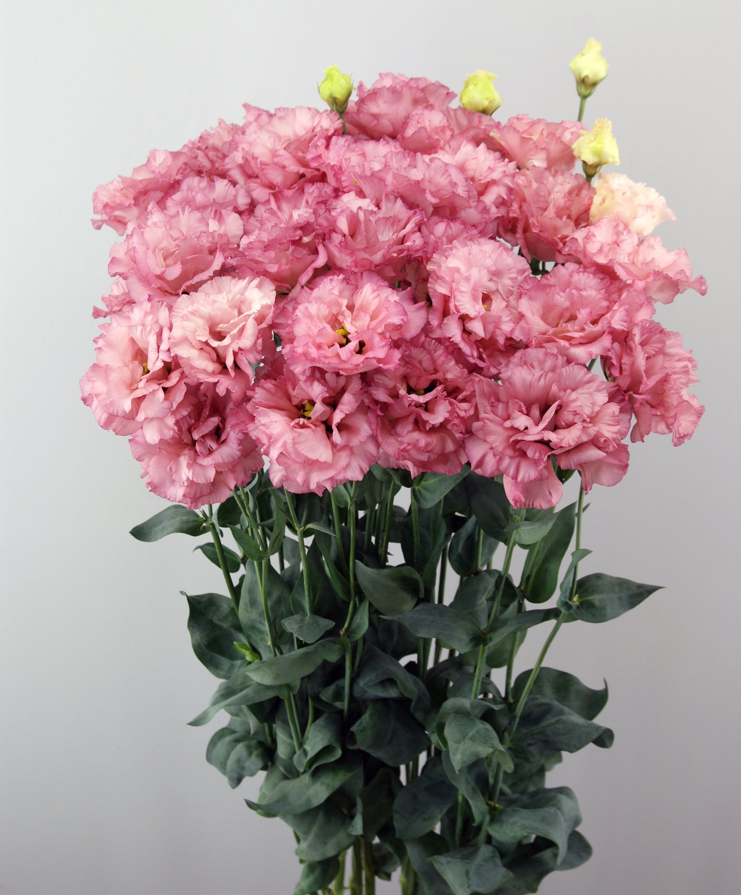LISIANTHUS CELEB 2 GARNET - Young Plant