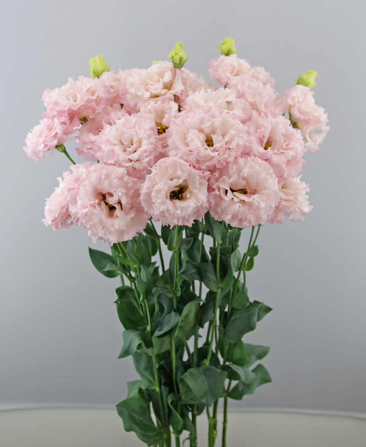 LISIANTHUS Celeb 2 Queen - Young Plant
