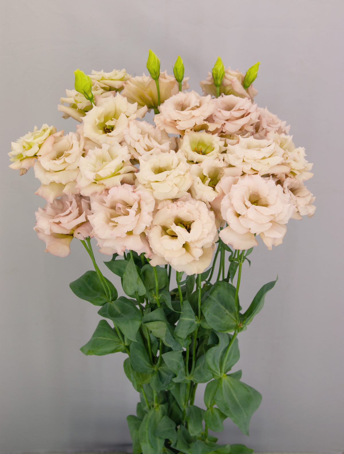 LISIANTHUS Celeb 1 Beige Neo - Young Plant