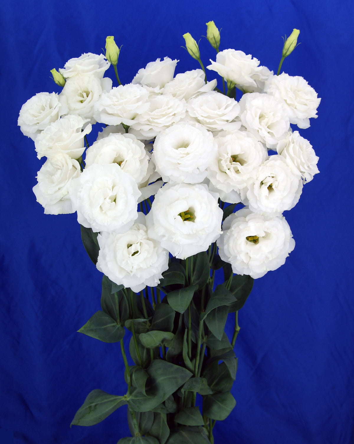 LISIANTHUS Megalo 3 White - Young Plant