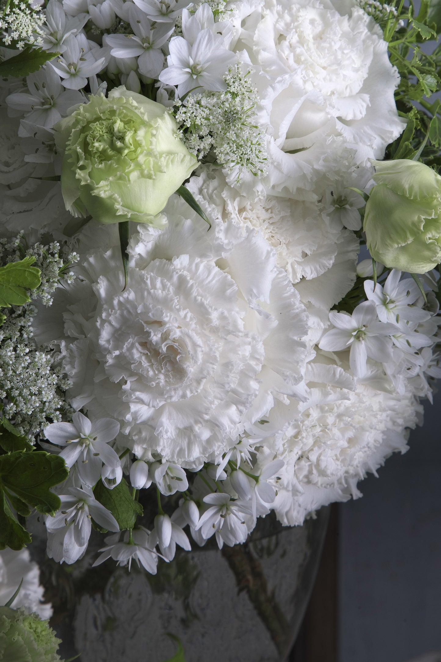 Lisianthus Corelli 2 Sugoi White - Young Plant
