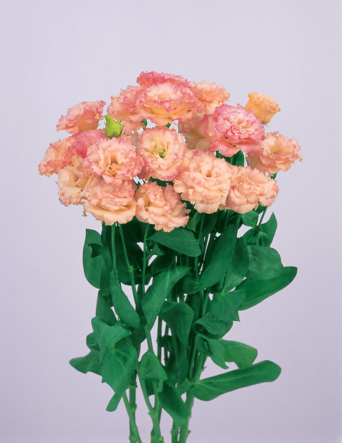 LISIANTHUS Voyage 2 Champagne - Young Plant