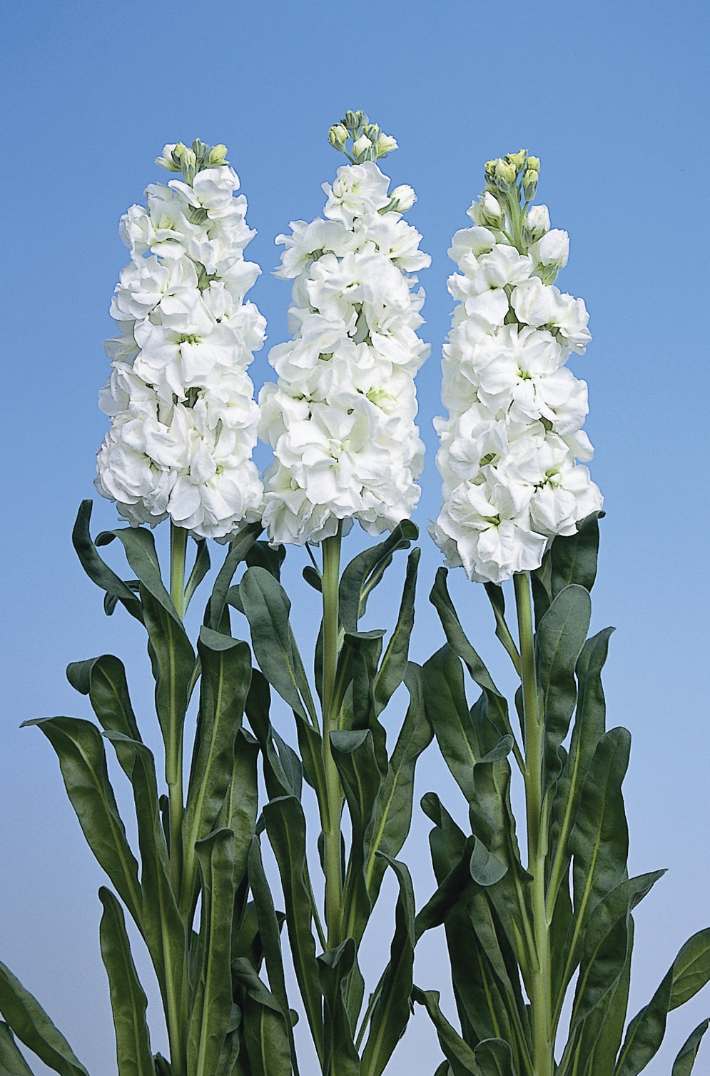 STOCK IRON WHITE - Young Plant