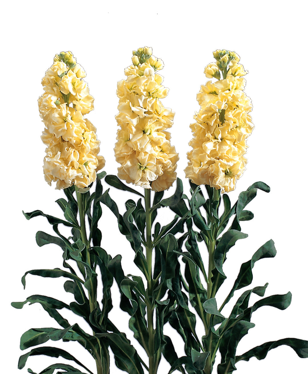 STOCK IRON YELLOW (UNSELECTED*) - Young Plant