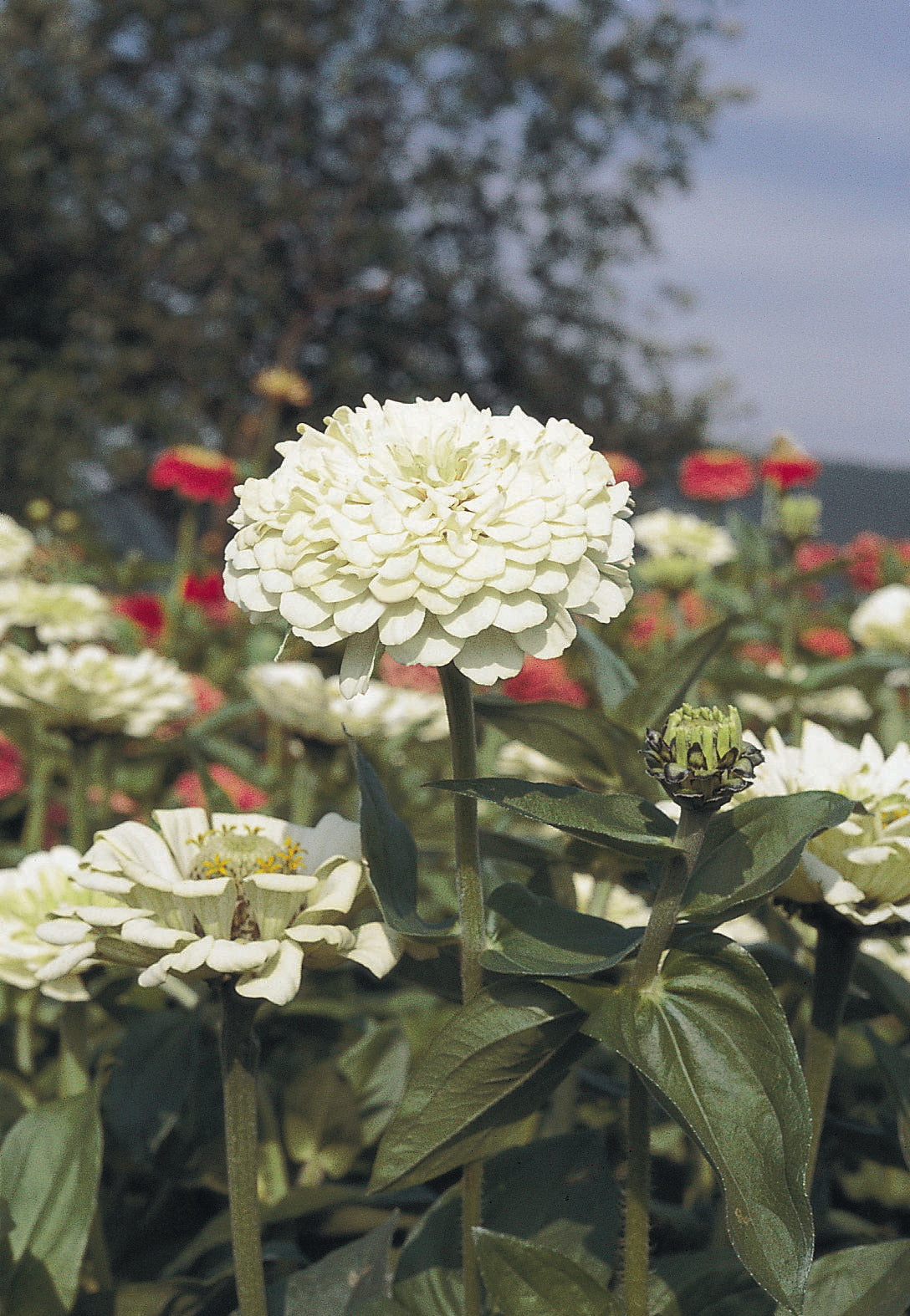Zinnia - Benary's Giant White - Young Plant