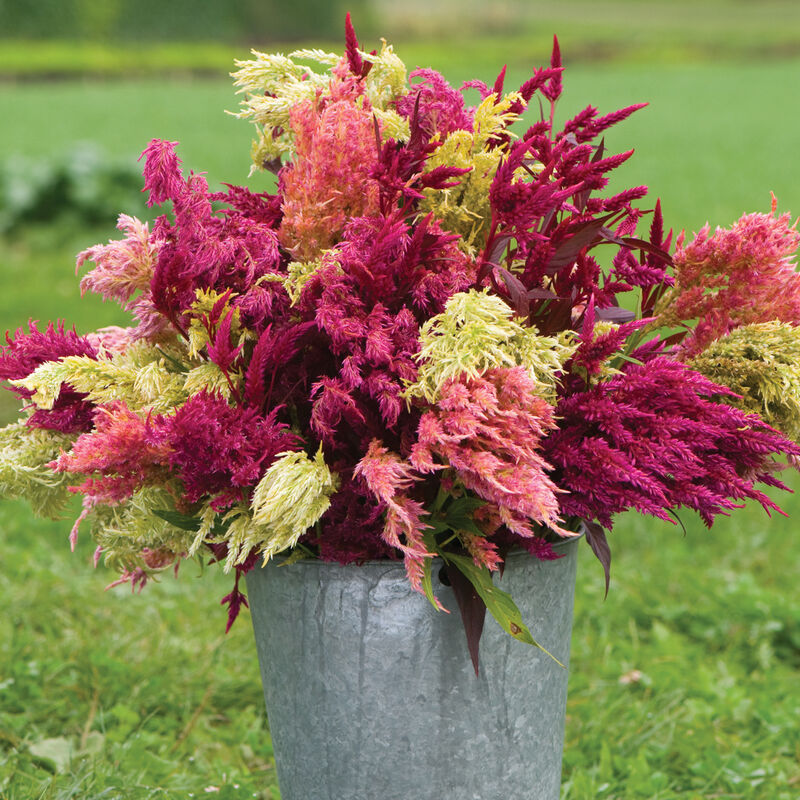 Summer Fresh and Dried Seed Collection