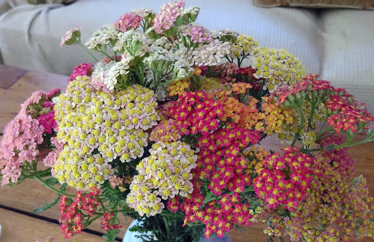 Achillea Summer Pastels - Young Plant