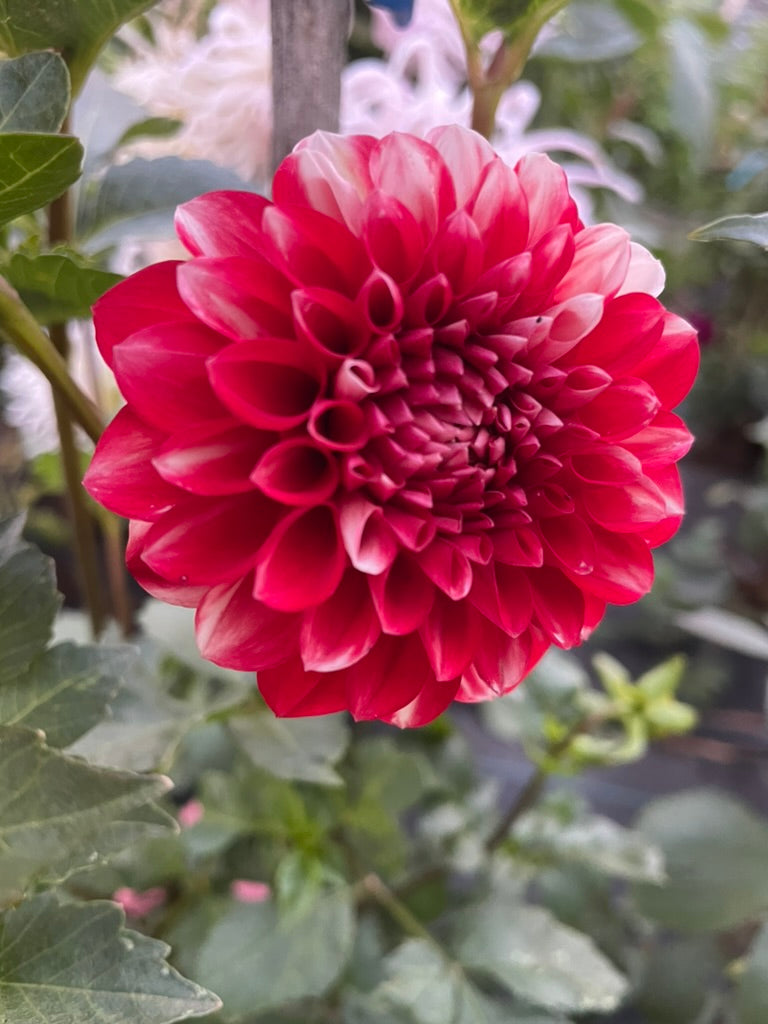 Dahlia - Little Willie