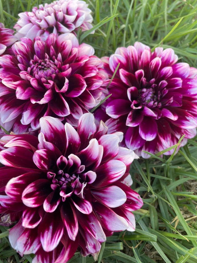 Dahlia - Edinburgh