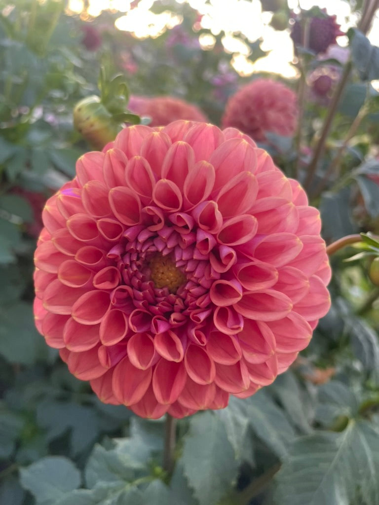 Dahlia - Sheila
