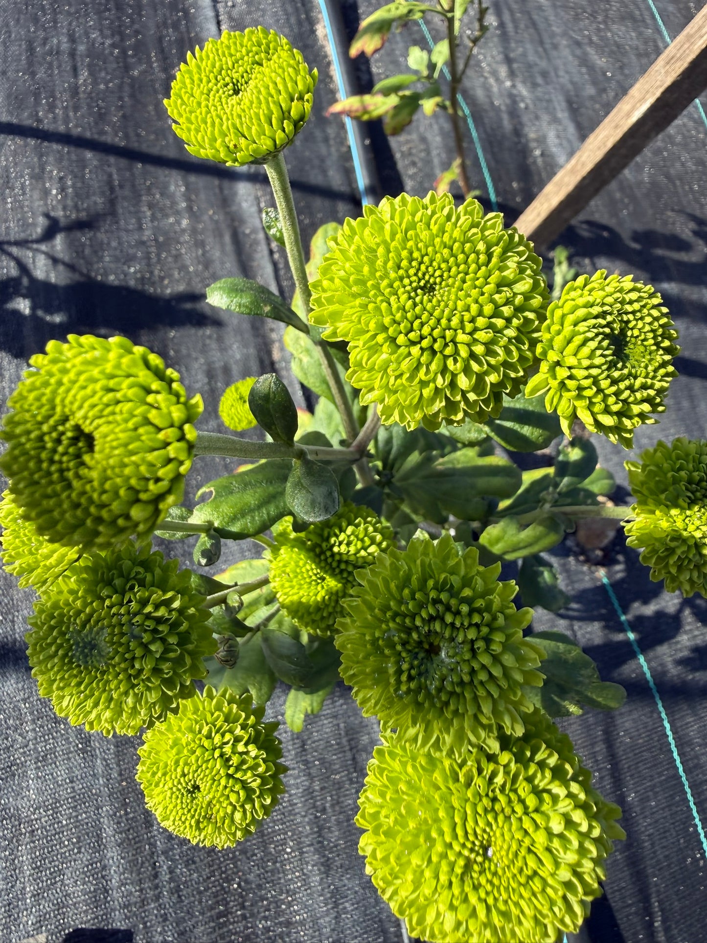 Chrysanthemum - Rooted Cutting - Feeling Green