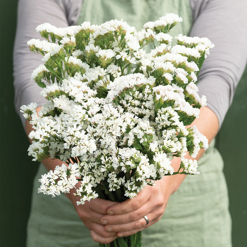 Summer Pure White Seed Collection