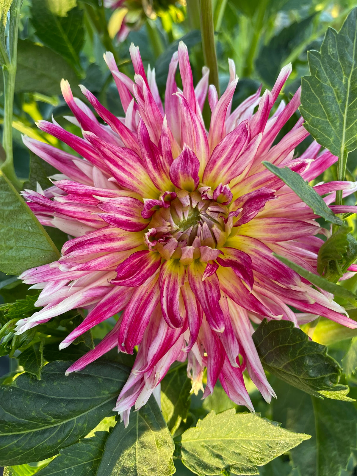 Dahlia - Devon Cha Cha
