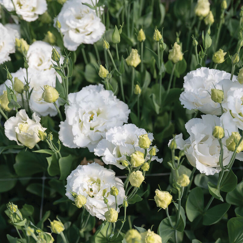 Lisianthus Corelli 2 Sugoi White - Young Plant