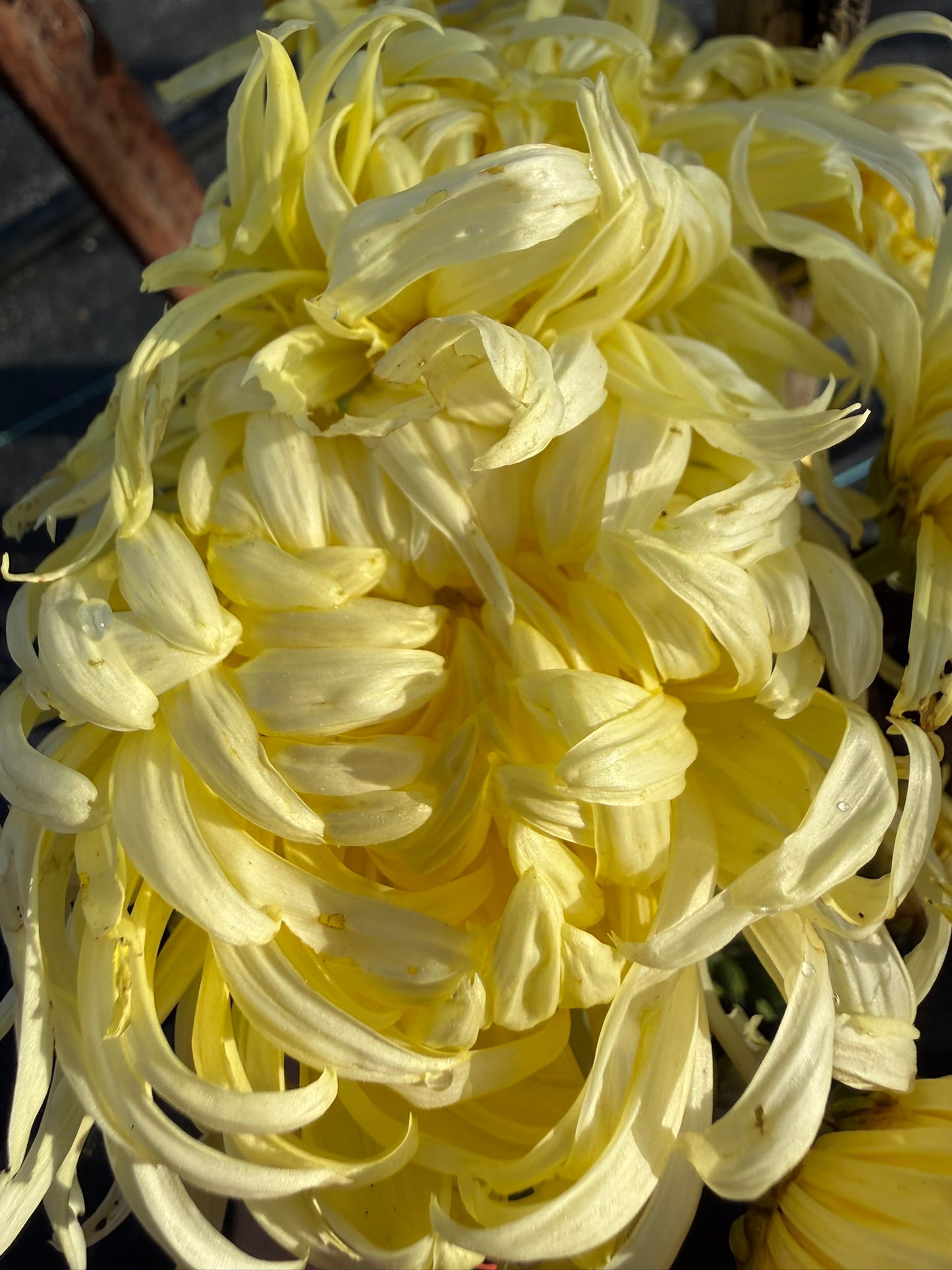 Chrysanthemum - Rooted Cutting - Connie Mayhew