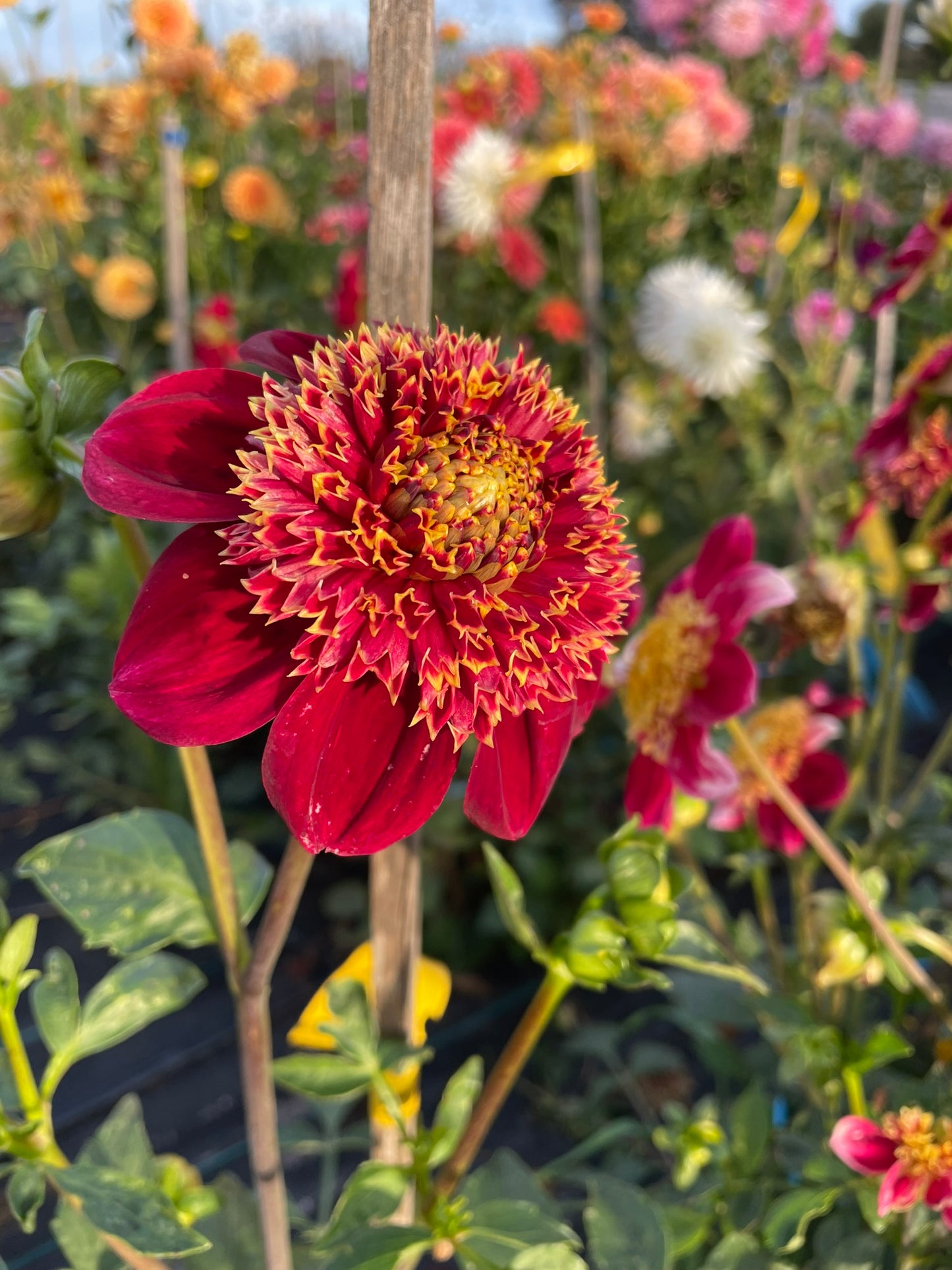 Dahlia - Granite Queen Bee