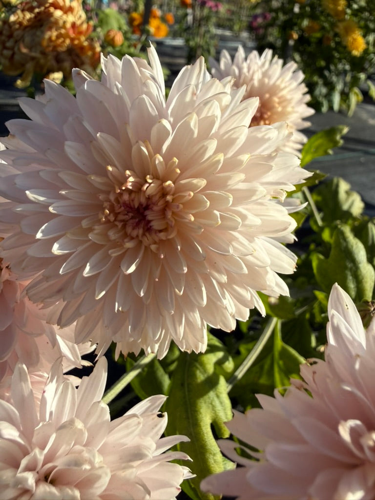 Chrysanthemum - Rooted Cutting - Pink Otomi