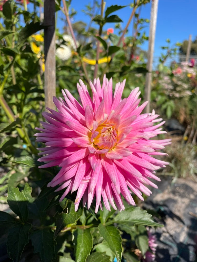 Dahlia - Devon Elegance
