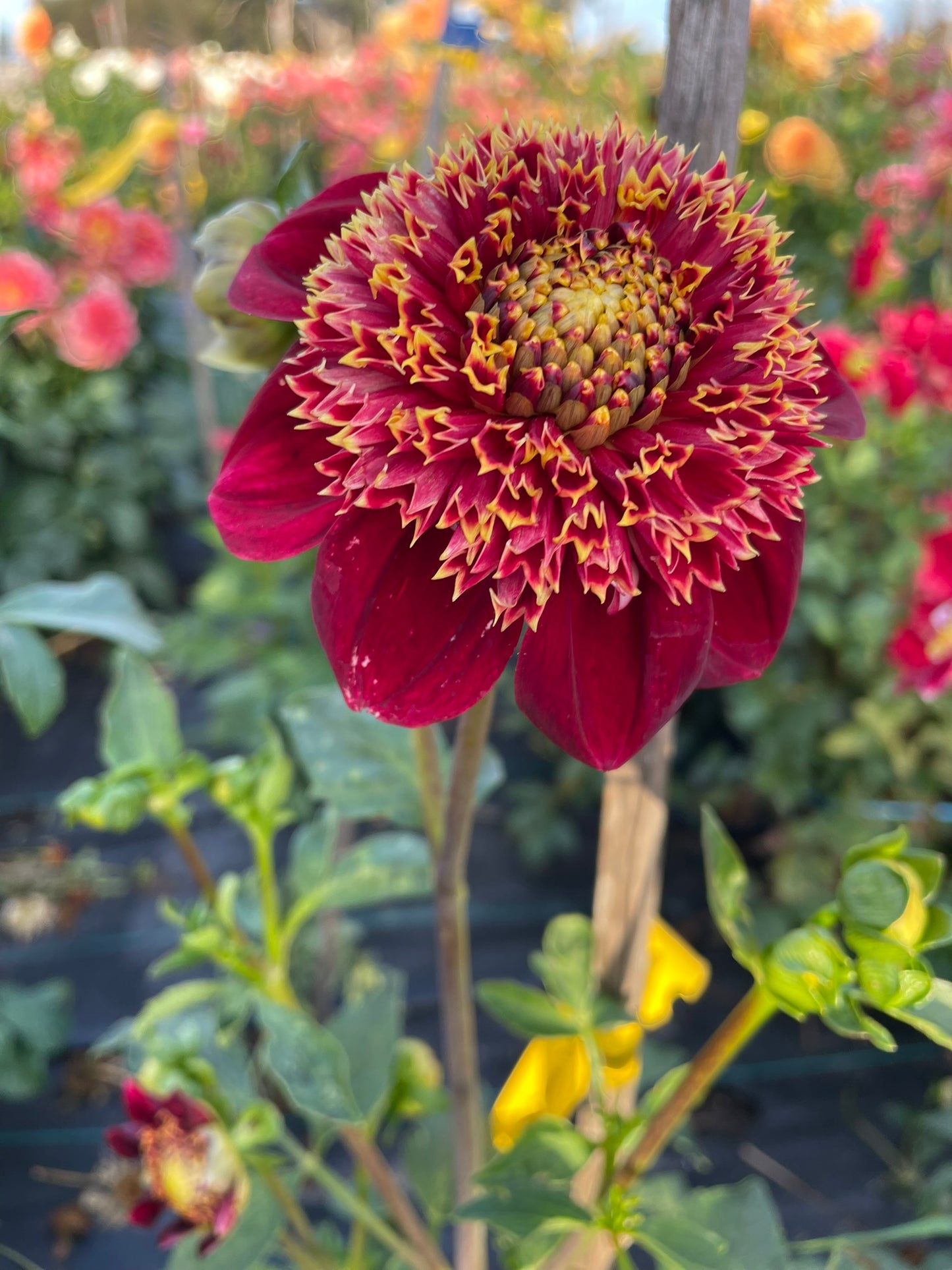 Dahlia - Granite Queen Bee