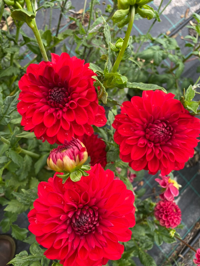 Dahlia - Aurora 'O'