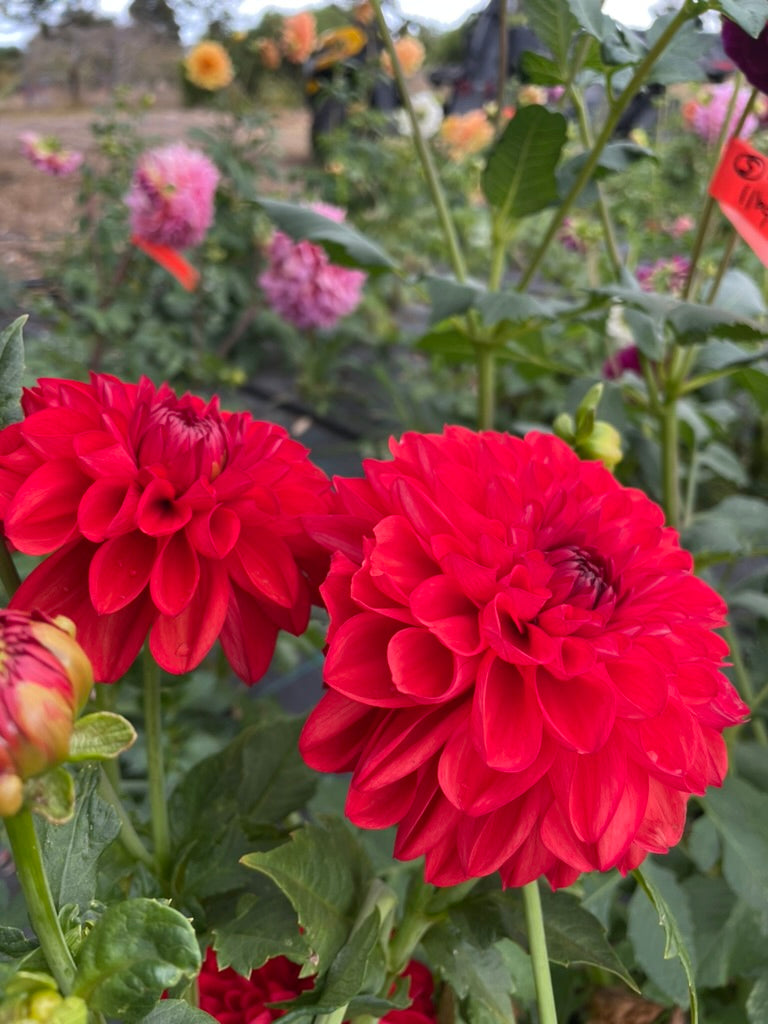 Dahlia - Aurora 'O'