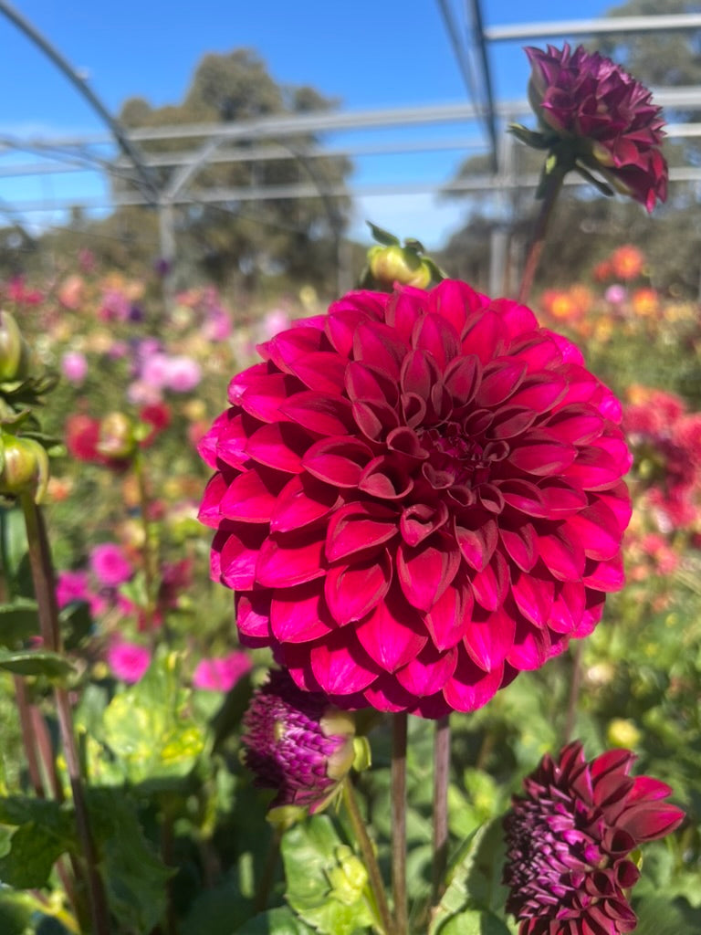 Dahlia - Jessie 'G'