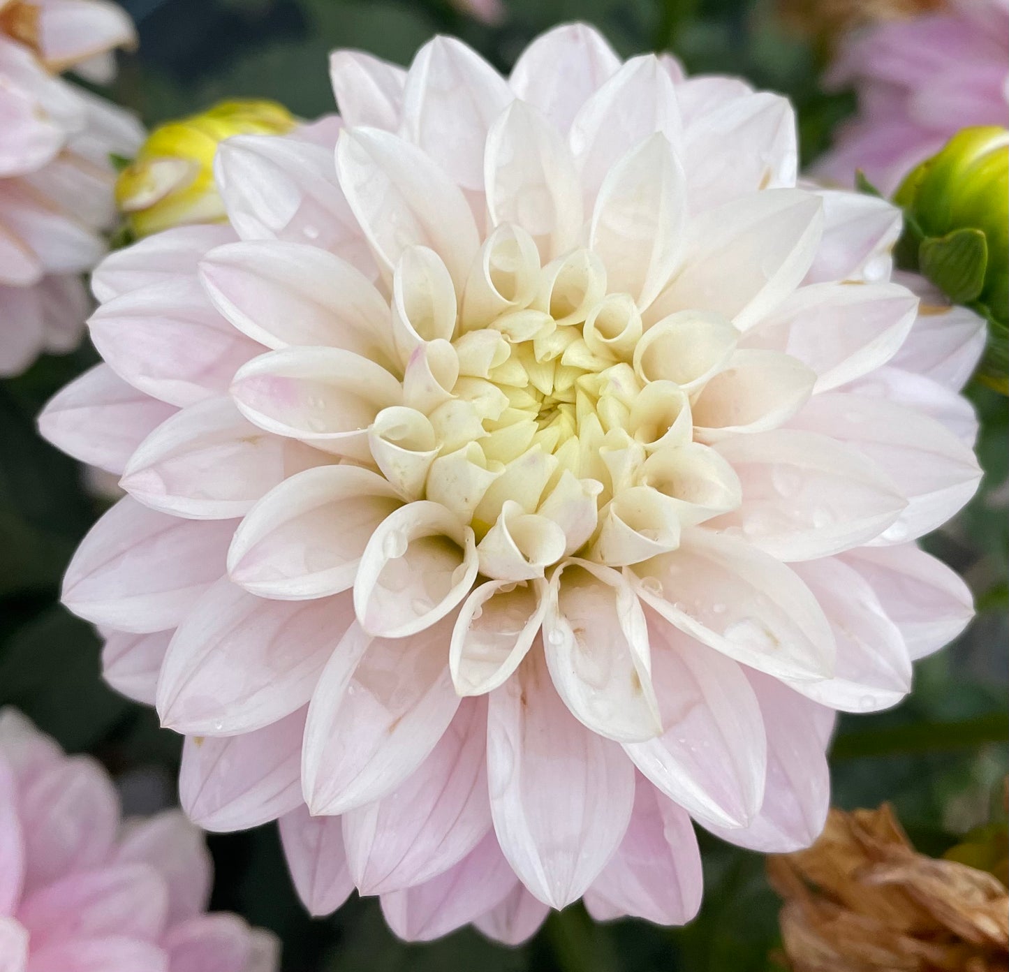 Dahlia - Little Bobby