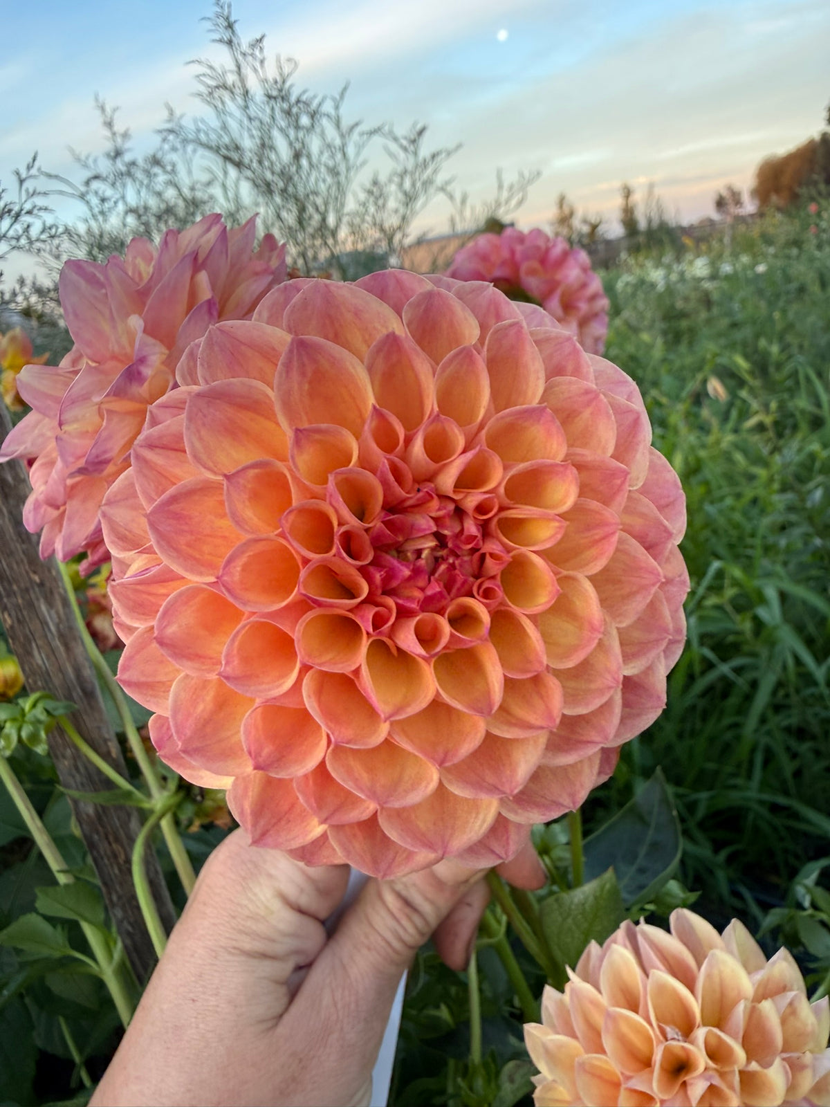 Dahlia - Cottage Delight