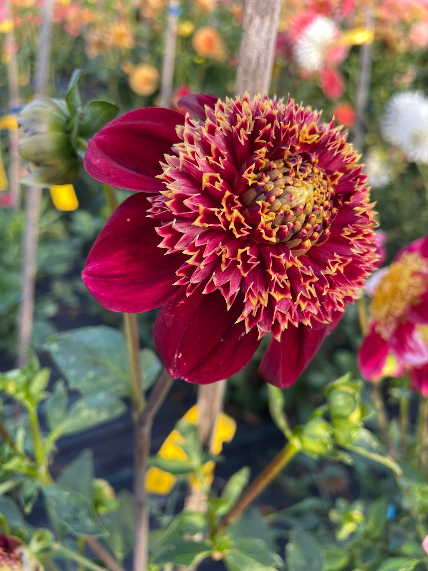 Dahlia - Granite Queen Bee