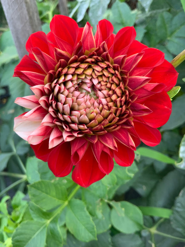 Dahlia Seed - Formby Atom