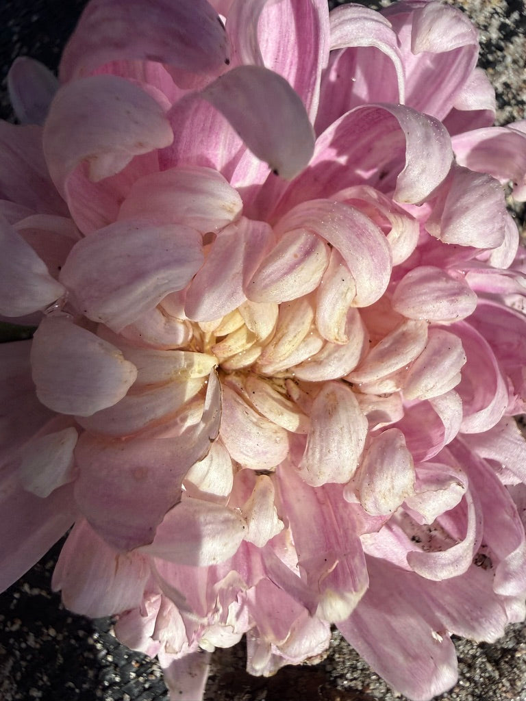 Chrysanthemum - Rooted Cutting - Stoake's Big Boy