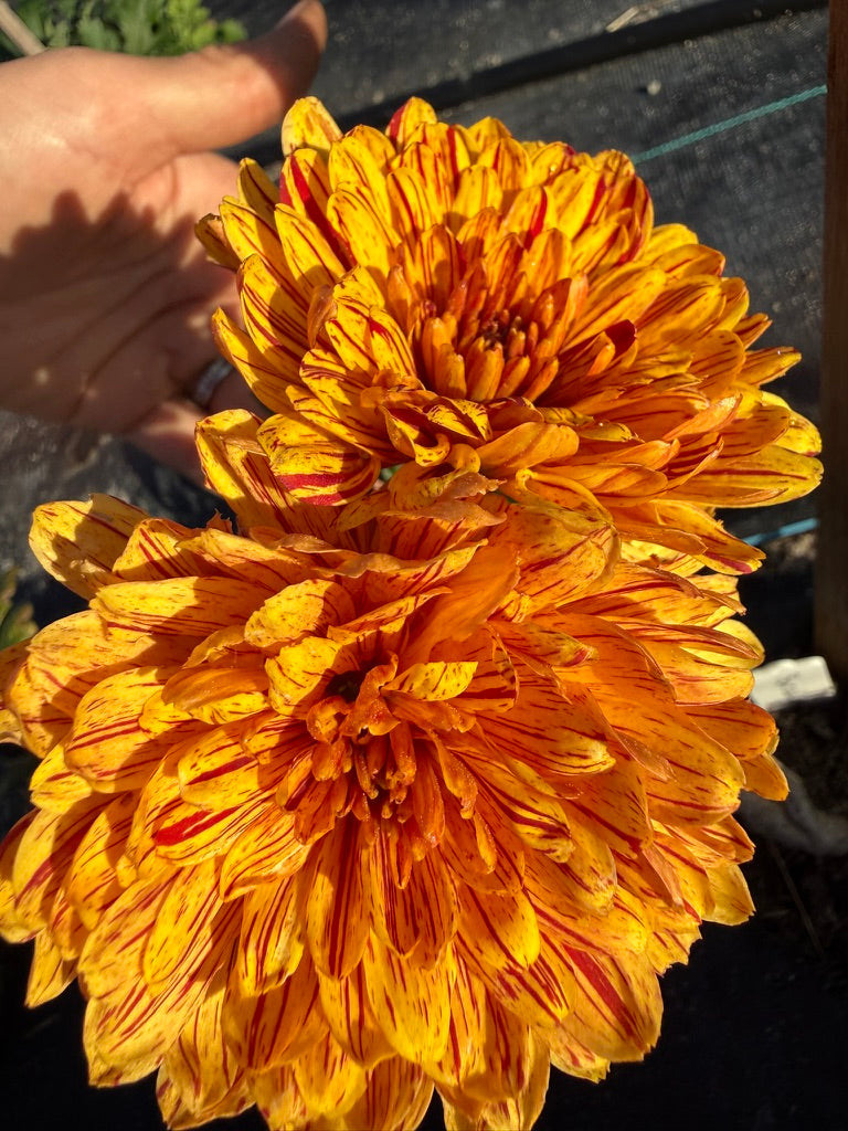 Chrysanthemum - Rooted Cutting - Barcelona