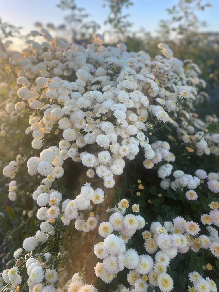 Heirloom Chrysanthemum - Rooted Cutting - Ping Pong